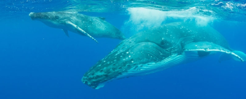 Guanacaste Humpback Whales Watch Tour